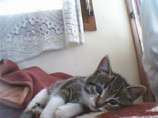 mon chat
